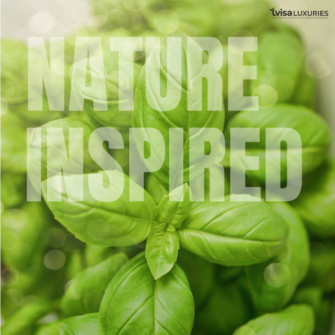 (Pack of 3) Aurélie Jasmine - Indulge in the opulent essence of Aurélie