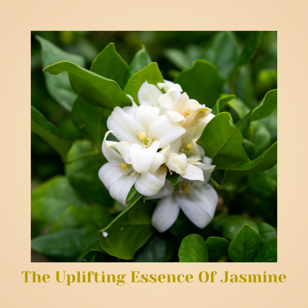 (Pack of 3) Aurélie Jasmine - Indulge in the opulent essence of Aurélie