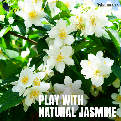 (Pack of 3) Aurélie Jasmine - Indulge in the opulent essence of Aurélie